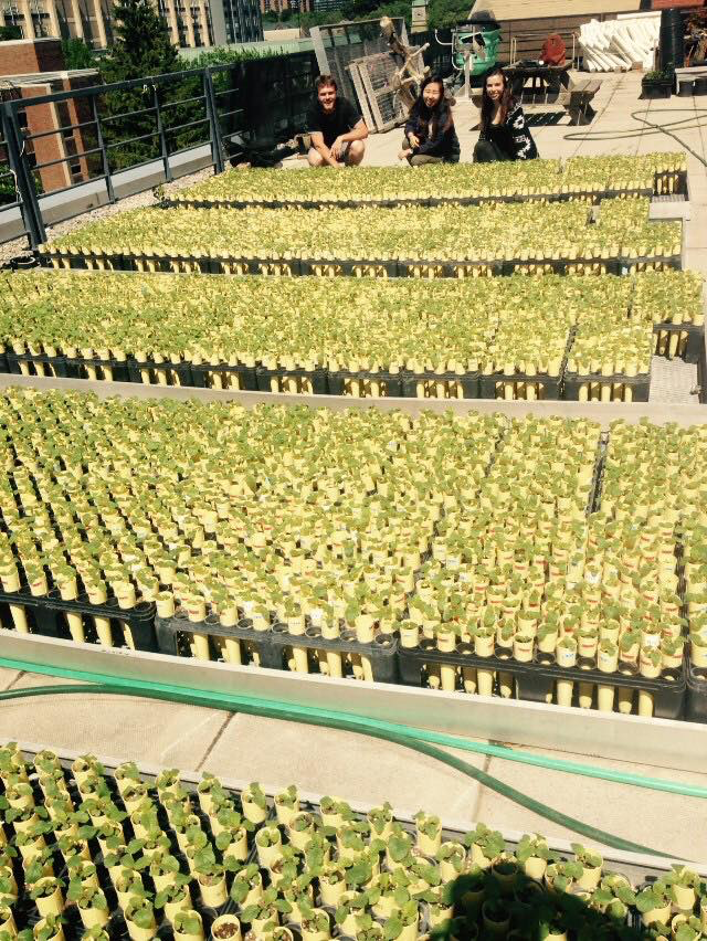 Summer 2016 planting on the rooftop of the Earth Sciences Centre.