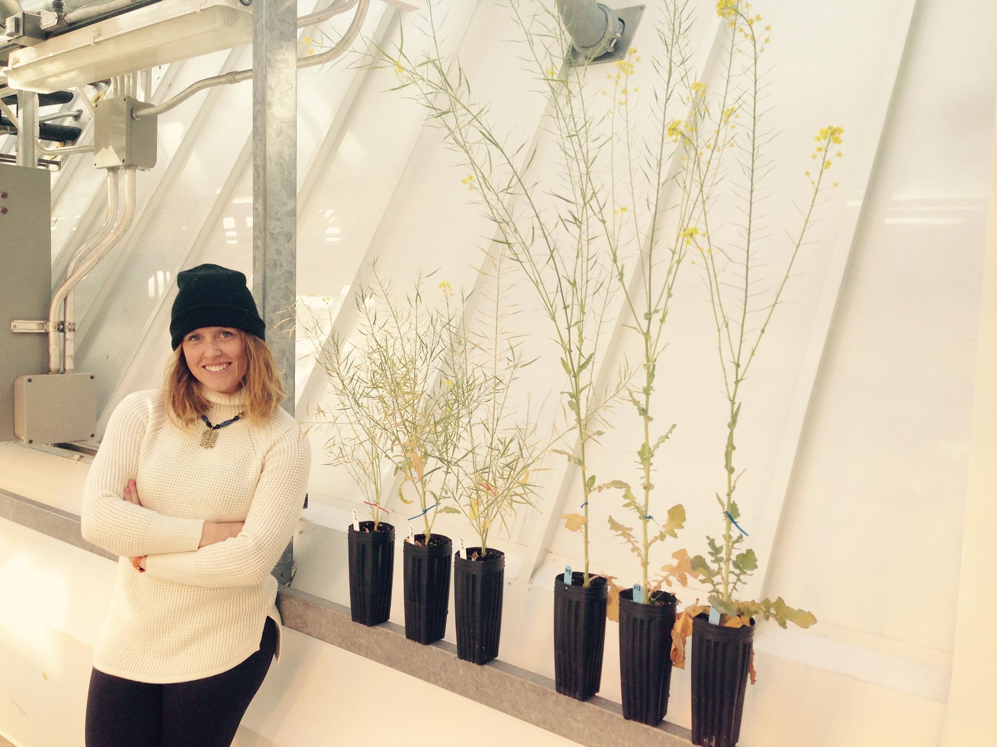 Erin Westover, with Brassica flowering time selection lines (Early on left, Late on right).