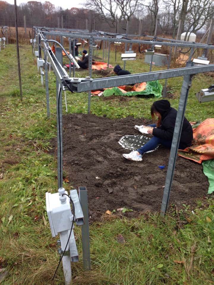 Planting Sydney Rotman’s germination experiment at the Experimental Climate Warming Array, November, 2017.